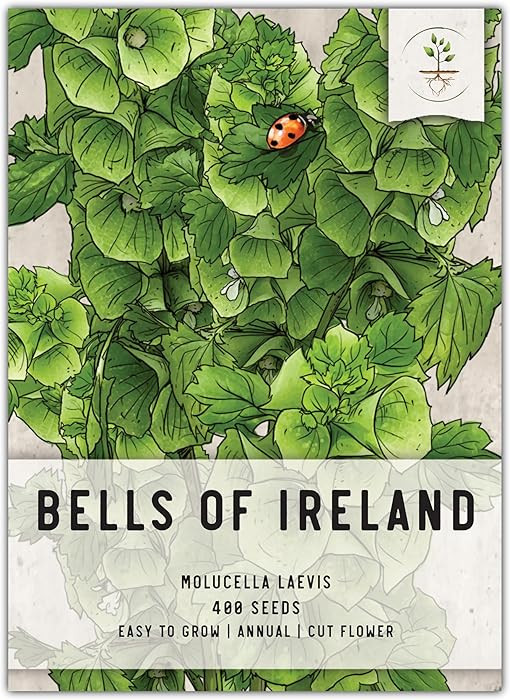 Seed Needs, Bells of Ireland Seeds - 400 Heirloom Seeds for Planting Molucella laevis - Green Bel... | Amazon (US)