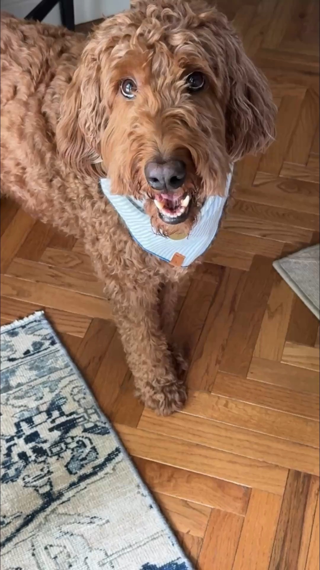 Dog favorites! 

#LTKHome