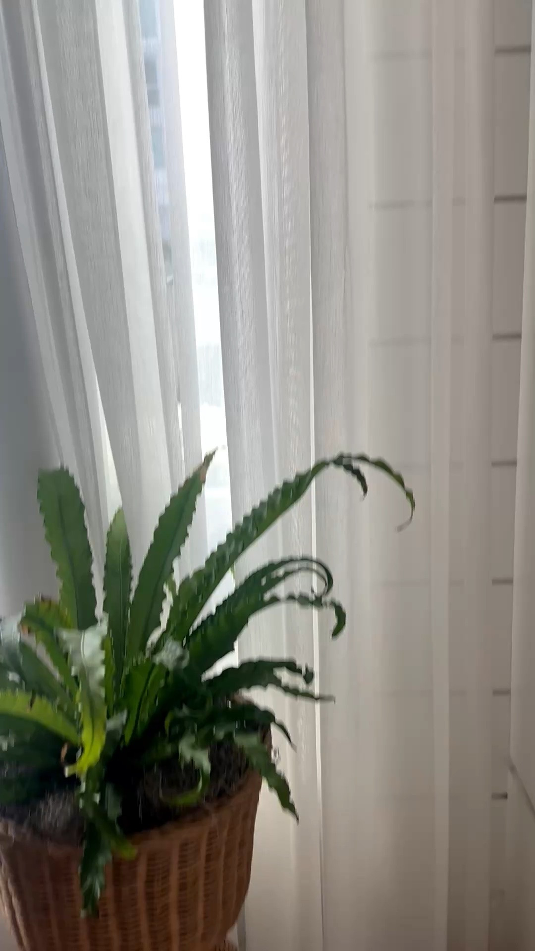Monday mood—soft morning light, airy sheer drapes, and a touch of greenery. 🤍🌿

These elegant French-pleated sheer drapes gently filter the sunlight while keeping the room bright, calm, and beautifully inviting—the loveliest way to ease into a new week. Paired with a sculptural planter and lush greenery, the entire corner feels fresh, refined, and effortlessly serene.

Shop the sheer drapes, curtain hardware, planter, and greenery linked here.

#MondayMood #MondayMorning #MorningLight #SheerDrapes #FrenchPleatDrapes #WindowTreatments #LinenCurtains #Planter #IndoorGreenery #ElegantInteriors #SereneHome #ModernClassic #LTKHome

#LTKdayinmylife #LTKHome