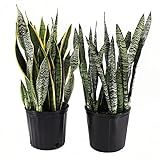 AMERICAN PLANT EXCHANGE Live Snake Plant 2 Pack Sansevieria Laurentii and Zeylanica Air Purifying In | Amazon (US)