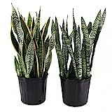 AMERICAN PLANT EXCHANGE Live Snake Plant 2 Pack Sansevieria Laurentii and Zeylanica Air Purifying In | Amazon (US)