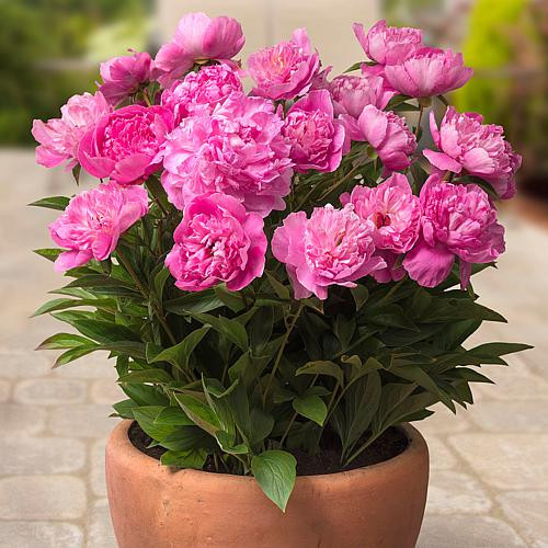 Patio Peonies Rome For Containers Set of 1 Root | HSN