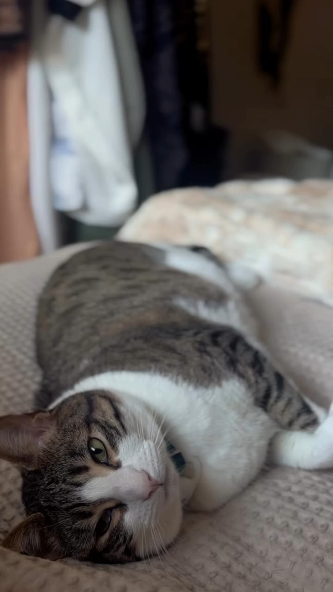 At this point, “Kat” the dog and Kenne are just rolling with whatever I call them #bengal #NorwegianElkhound #PetNicknames #HomeResets #PetLife