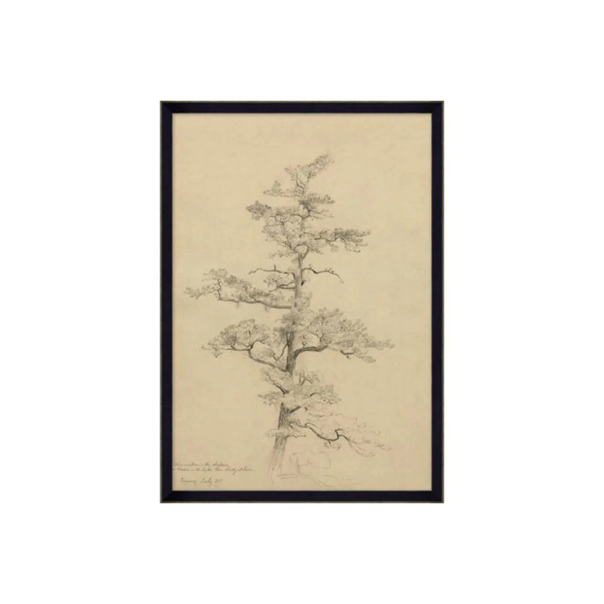 Pine Study | Tuesday Made