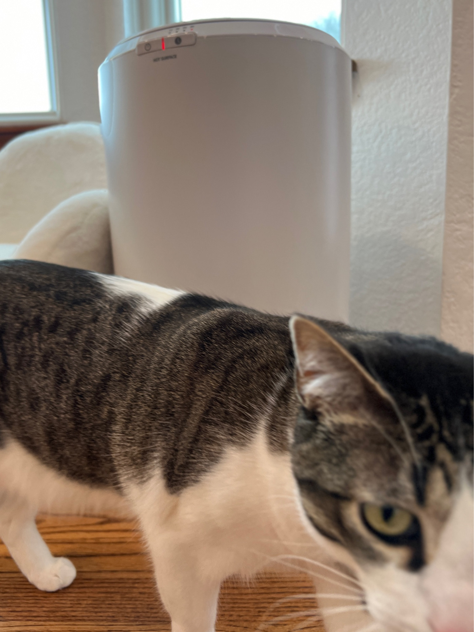 Even the pets get to enjoy warm towels on a cold, snowy day  

#LTKfitness #LTKfamily #LTKhome