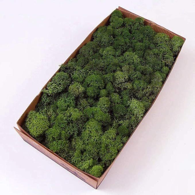 prefleur Preserved Reindeer Moss Natural Green DIY Kit Gardenning Art Wall Decor Florist Decor Ea... | Amazon (US)