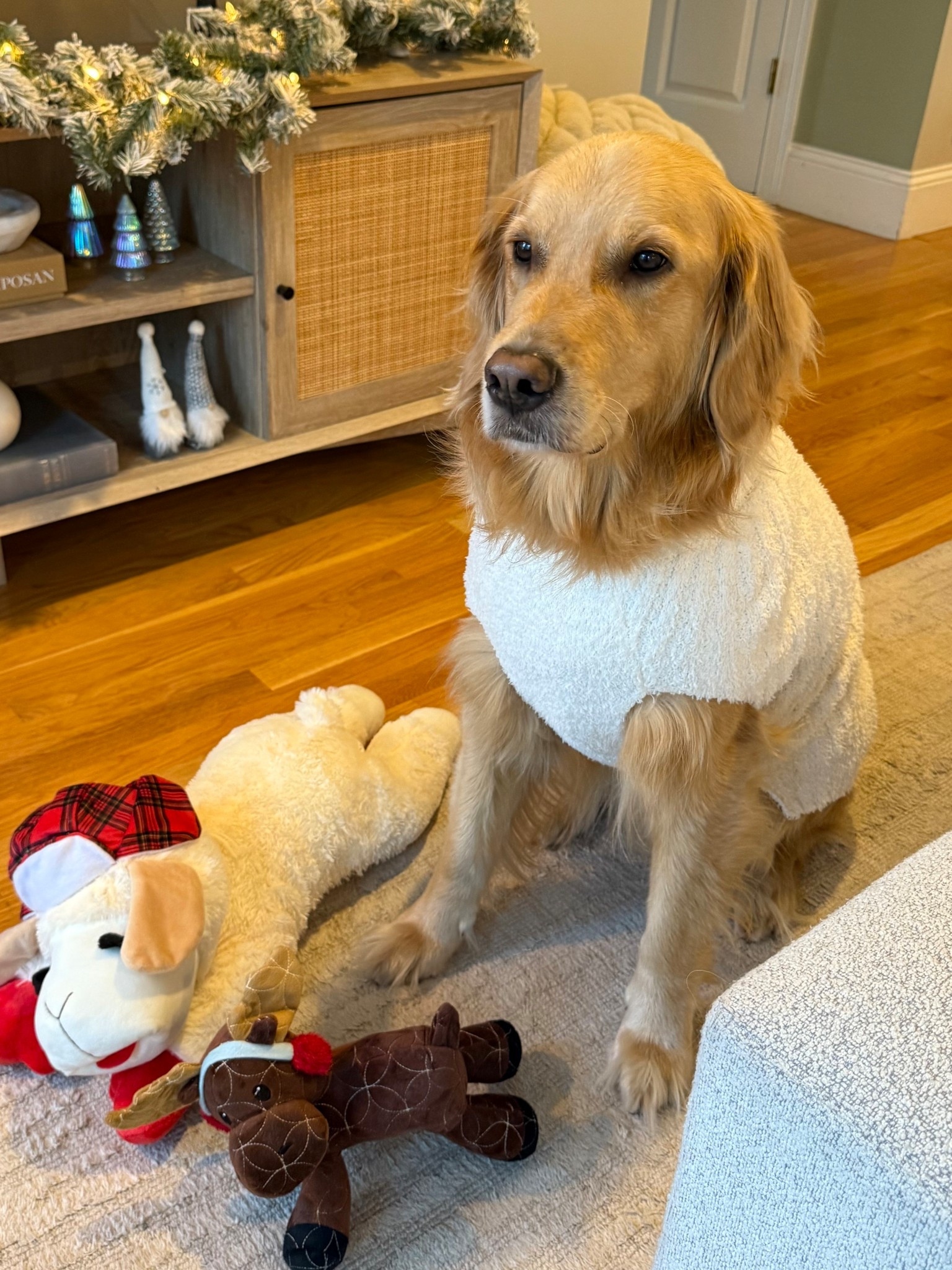 festive new treats & toys from @petco to get Brody into the holiday spirit 🎅🏼🎄 #petcopartner #ad