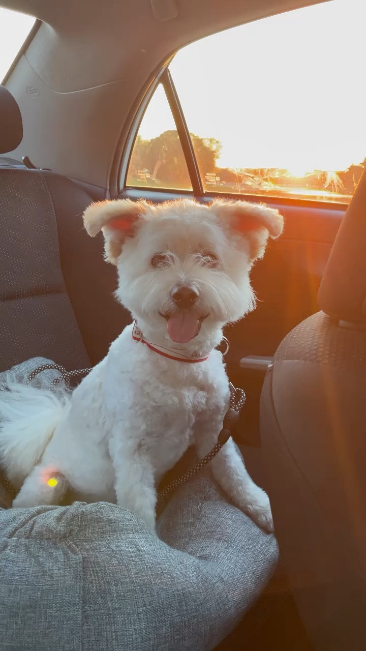My dog loves his car seat! Car seat from Amazon. He’s 20 lbs and is in a size small. I was worried it might be too small for him, but he loves it! He even sleeps in it when it’s on the floor in our house. There is a clip to hold him in place and he doesn’t fall all over the place in the car when we turn. Also great for keeping his dirty feet off my lap after a walk. 

Also love this personalized doggie bag holder from Etsy, I just clip it on his leash and I always have enough bags! Get 33% off with code: thedarkplum33

#LTKtravel #LTKunder100 #LTKsalealert