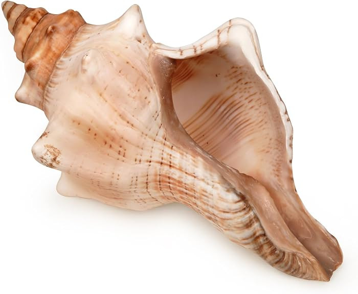 Giant Natural Conch Shell, Striped Fox Conch Seashell 6-7 inches, Large Sea Shell for Vase Filler... | Amazon (US)