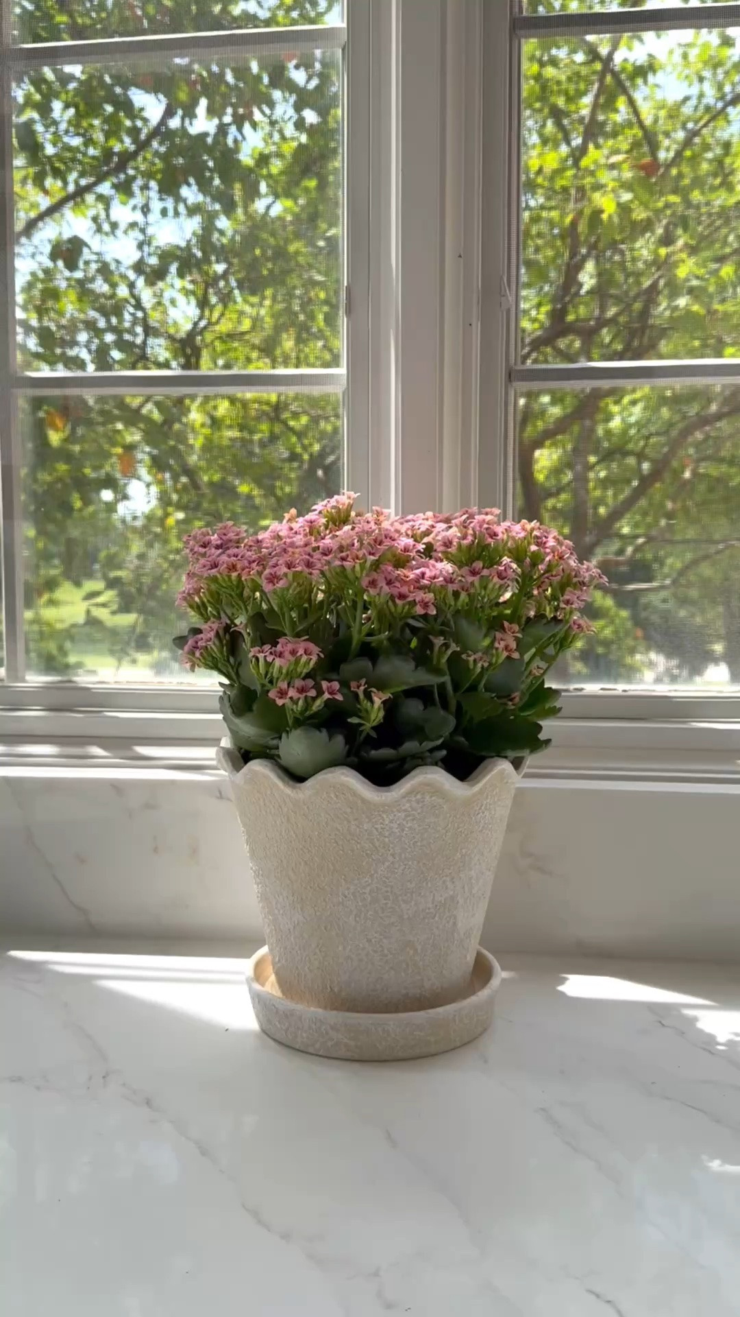 Loving this adorable planter from Walmart!

#LTKHome