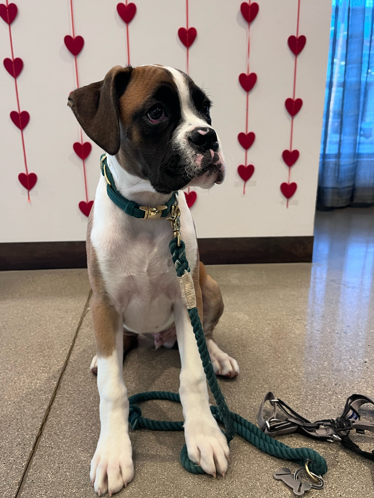 Products that were a game changer for my large breed puppy! 

#LTKhome