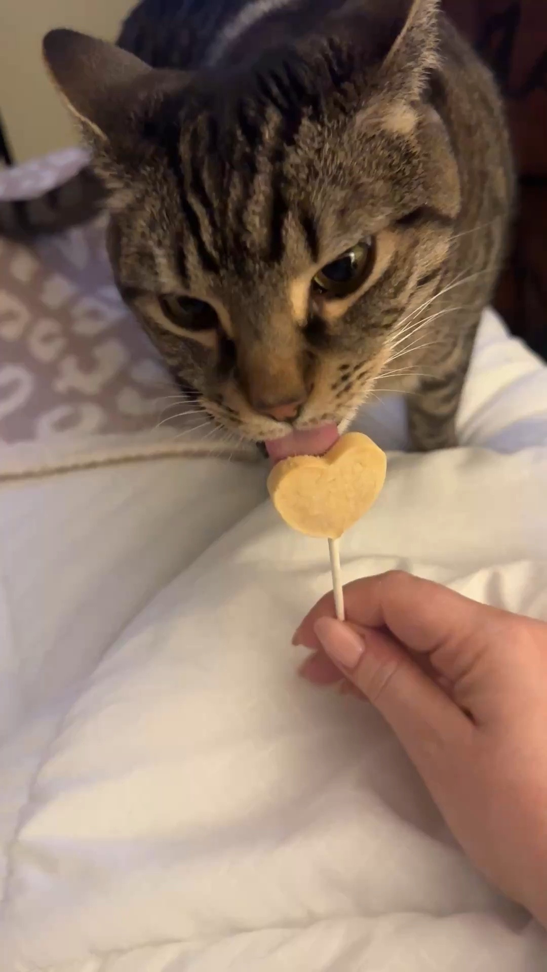 Mostly sharing because she's so darn adorable.
However, if you have a kitty cat, I strongly recommend getting them "Purr pops". She's truly obsessed with these.

Pets, treat, animal, cat, fur, fury friends 

#LTKHome #LTKfoodie #LTKBaby