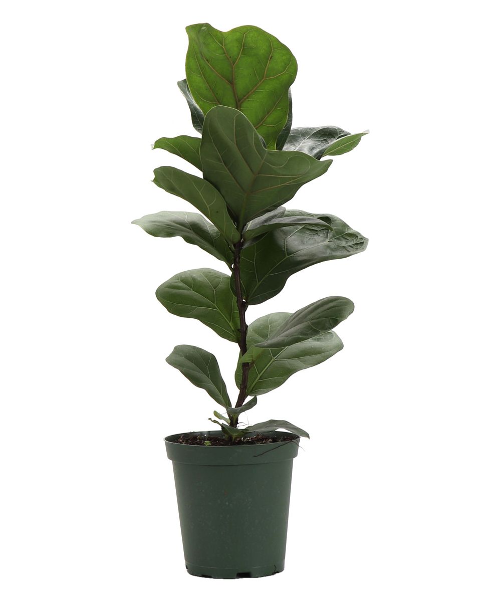 Thorsen's Greenhouse Indoor Pre-Planted Plants green - Live Fiddle Leaf Fig Plant in a Large Pot | Zulily