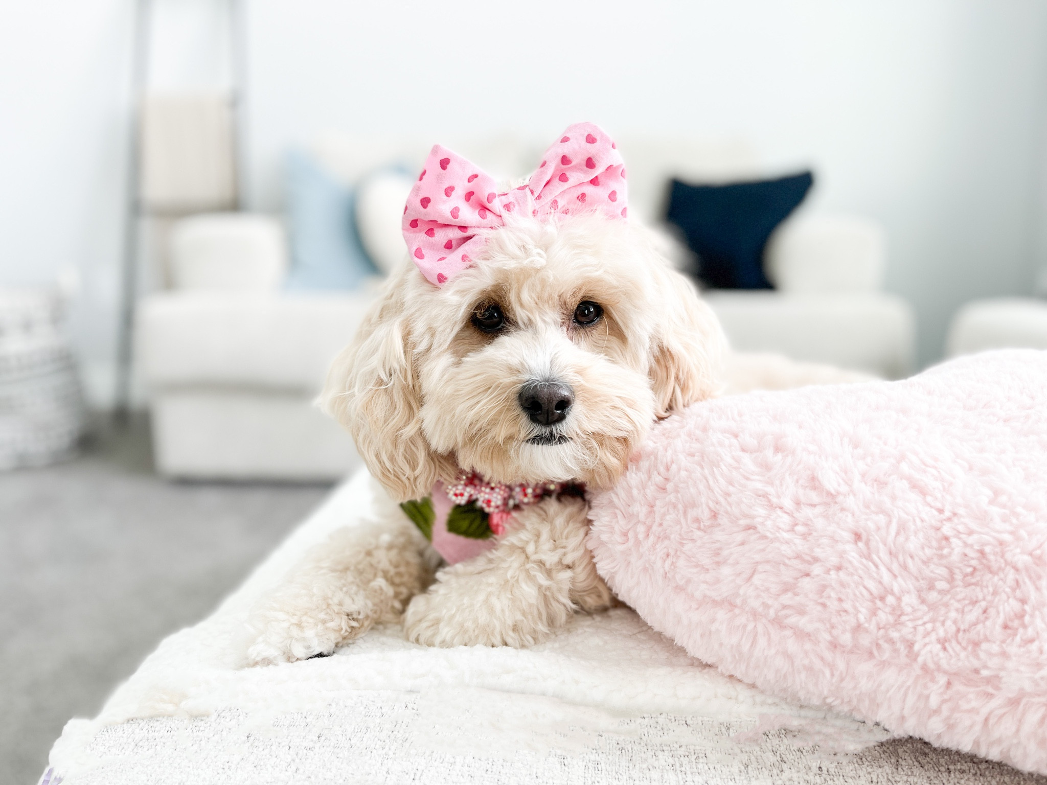 Valentines home decor for the perfect photo shoot! 

bow and bandana: @mybowtiebazaar 

#ltkfind #competition 

#LTKSeasonal #LTKFind #LTKGiftGuide