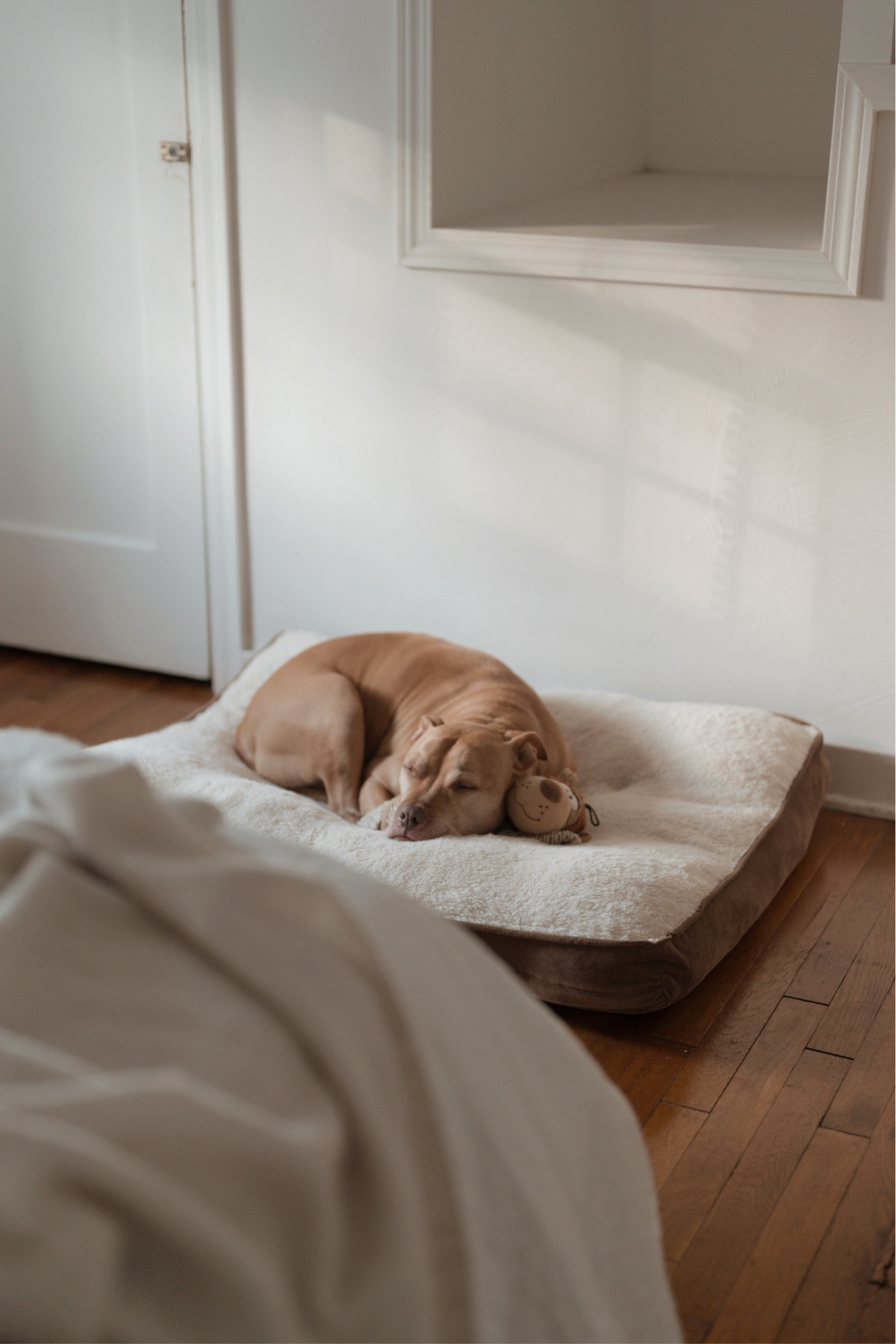 Neutral dog bed inspo
—
Dog bed, neutral dog bed, dog beds, pets, pet beds, neutral home

#LTKFindsUnder100 #LTKFindsUnder50