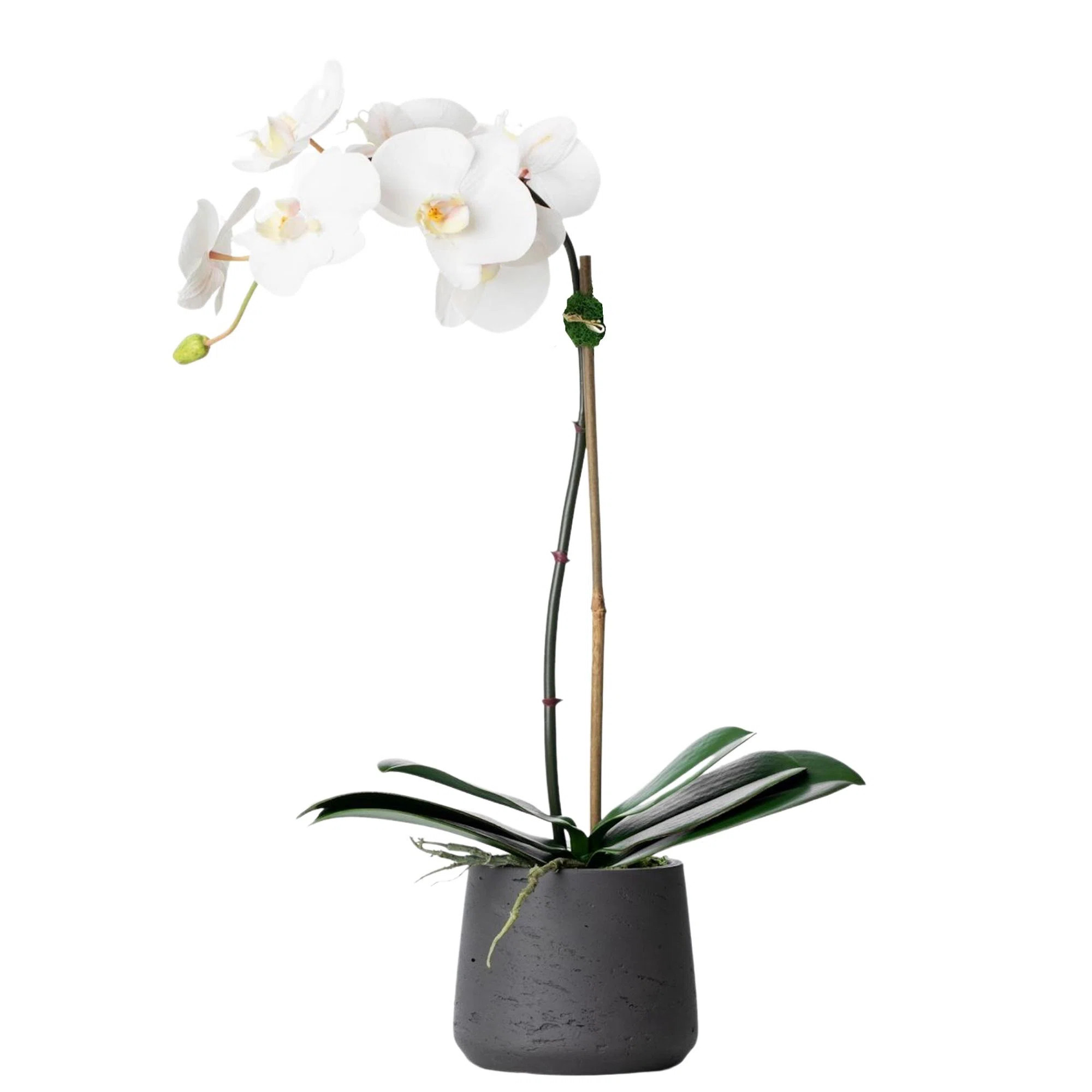 Silk Orchid Arrangement | Wayfair North America