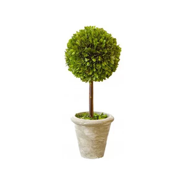 Single Boxwood Topiary in Pot | Wayfair North America