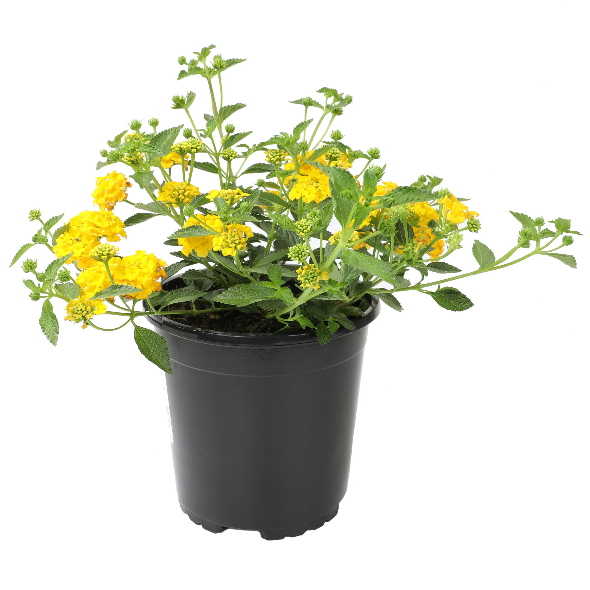 Altman Plants 1 Gallon(s) Yellow Lantana 1 -Pack - Low Maintenance | 0881267 | Lowe's