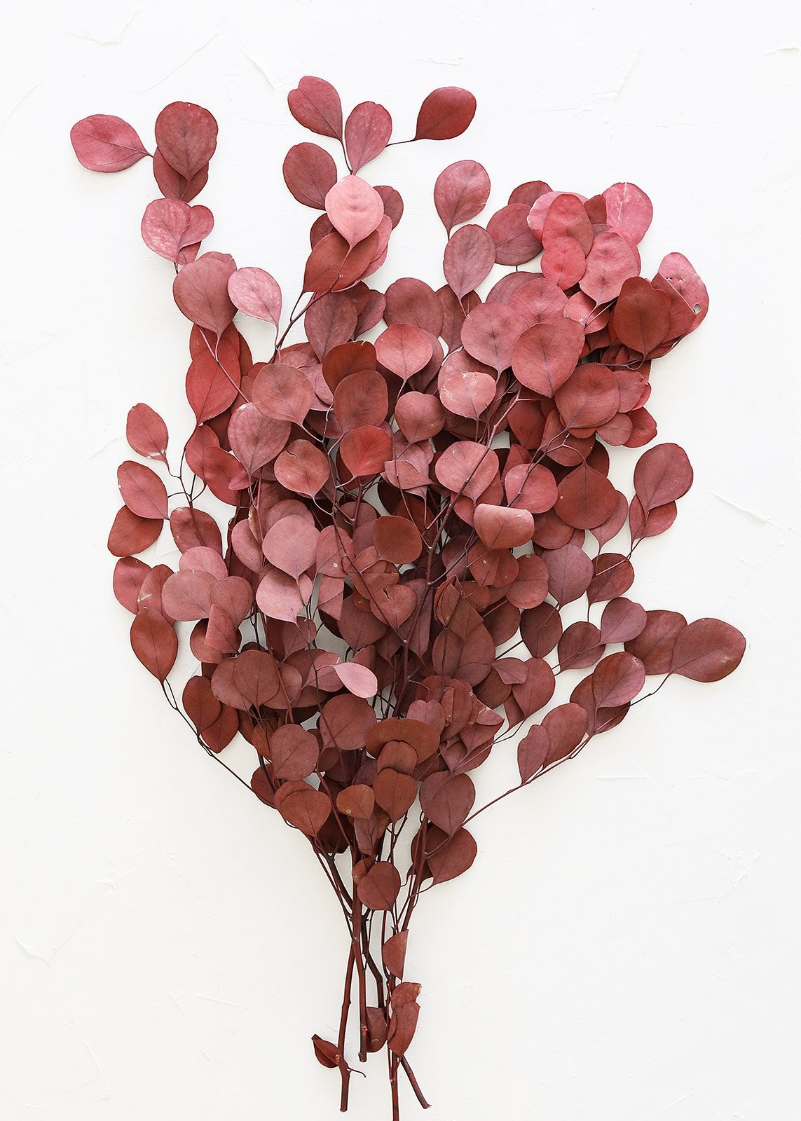 Burgundy Preserved Silver Dollar Eucalyptus - 24-30" Tall | Afloral (US)