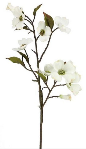 Dogwood Spray | Nigh Road