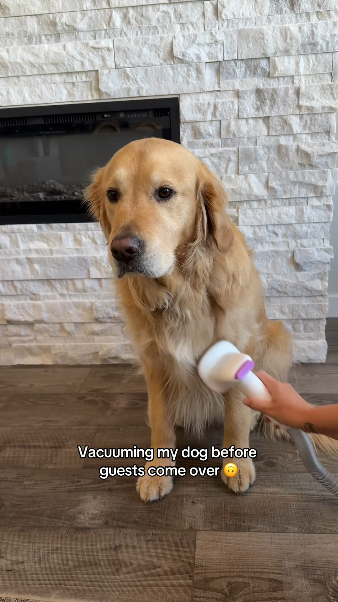 No shedding on guests! 😂🙅🏼‍♀️

#LTKVideo #LTKSummerSales #LTKHome