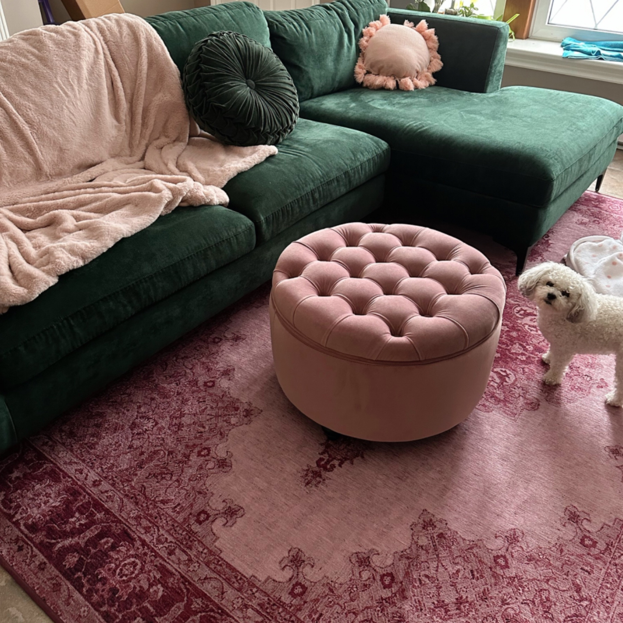 Long before I could afford any new furniture, I had a very vivid idea of what I wanted my living room to look like one day. Comfy green couch, huge pink rug, loads of soft blankets and pillows, and a super cute lamp. While the vision hasn’t been fully realized yet, I get a little closer each day! This rug completely brought the room together for me, and I ADORE it! So soft, the perfect shade of pink, and I am slowly going to be adding more ruggable rugs to the whole house! If you are interested in a full Ruggable review, I have one posted on my YouTube channel with all of the answers to questions I have gotten over the years about them! 

#LTKhome #LTKSeasonal #LTKFind