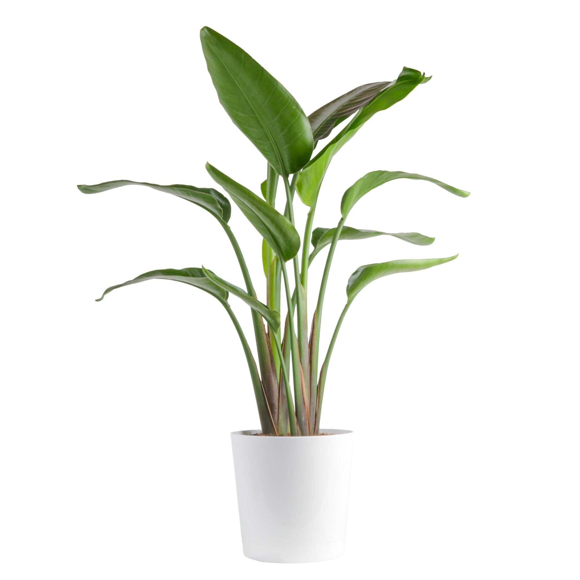 Costa Farms White Bird of Paradise, Large Live Indoor Plant, 2-3 Feet Tall Houseplant in Live Pla... | Amazon (US)