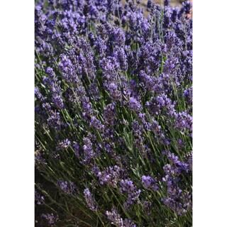 8 in. Lavender Tree Mojave Plant 19717 - The Home Depot | The Home Depot