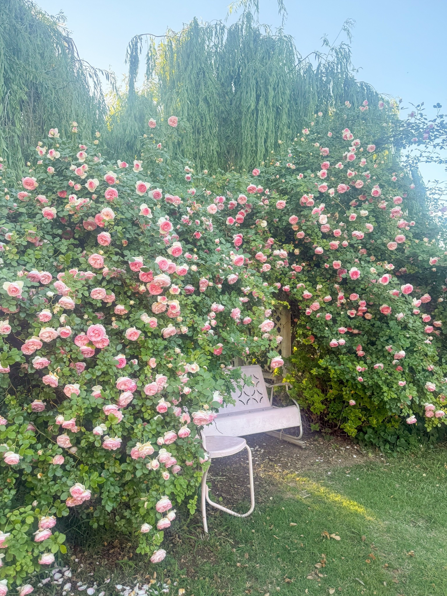 The most beautiful pink climbing rose bush ever! Garden gift. Father’s Day gift idea. Housewarming present.

#LTKSeasonal #LTKHome #LTKdayinmylife