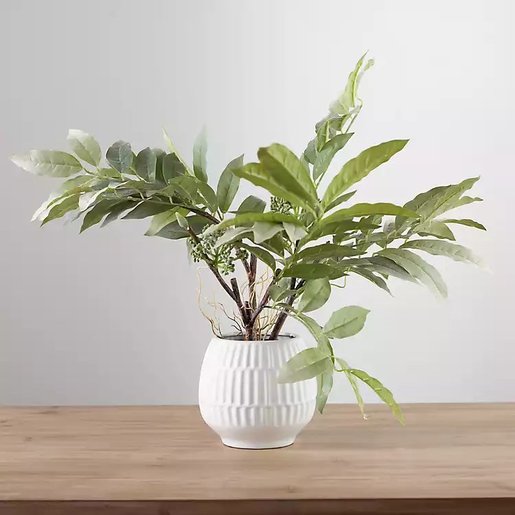 New! Lemon Leaf Plant in White Fashion Planter | Kirkland's Home