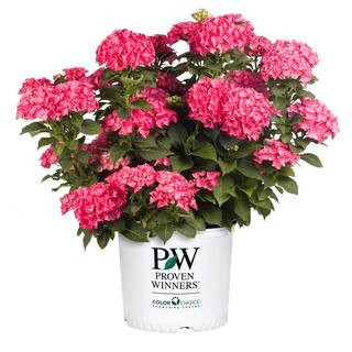 2 Gal. Cityline Paris Bigleaf Hydrangea (Hydrangea macrophylla) Live Flowering Shrub with Fuschia Flowers | The Home Depot