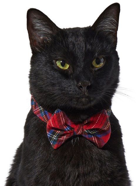 Frisco Red/Green Plaid Dog & Cat Bow Tie | Chewy.com