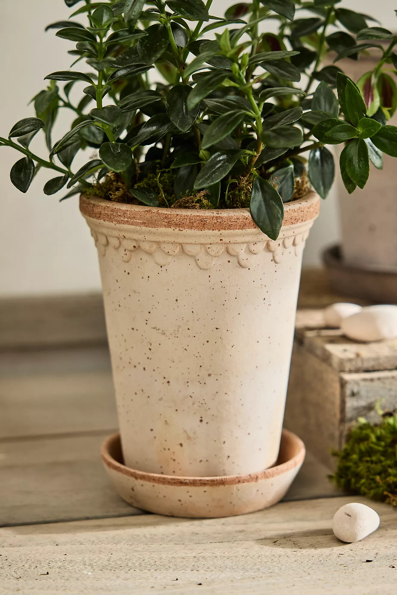 Bergs Tall Copenhagen Terracotta Pot + Saucer Set | Terrain