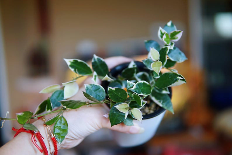 Hoya Lacunosa Asami (clone 2) UNROOTED Cuttings - Etsy | Etsy (Global)