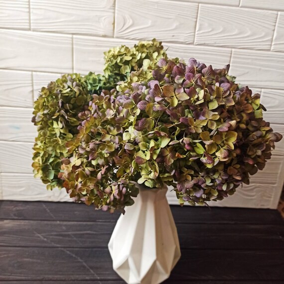 Preserved Dried Hydrangea Flowersdried Hydrangeabasil Green - Etsy | Etsy (US)