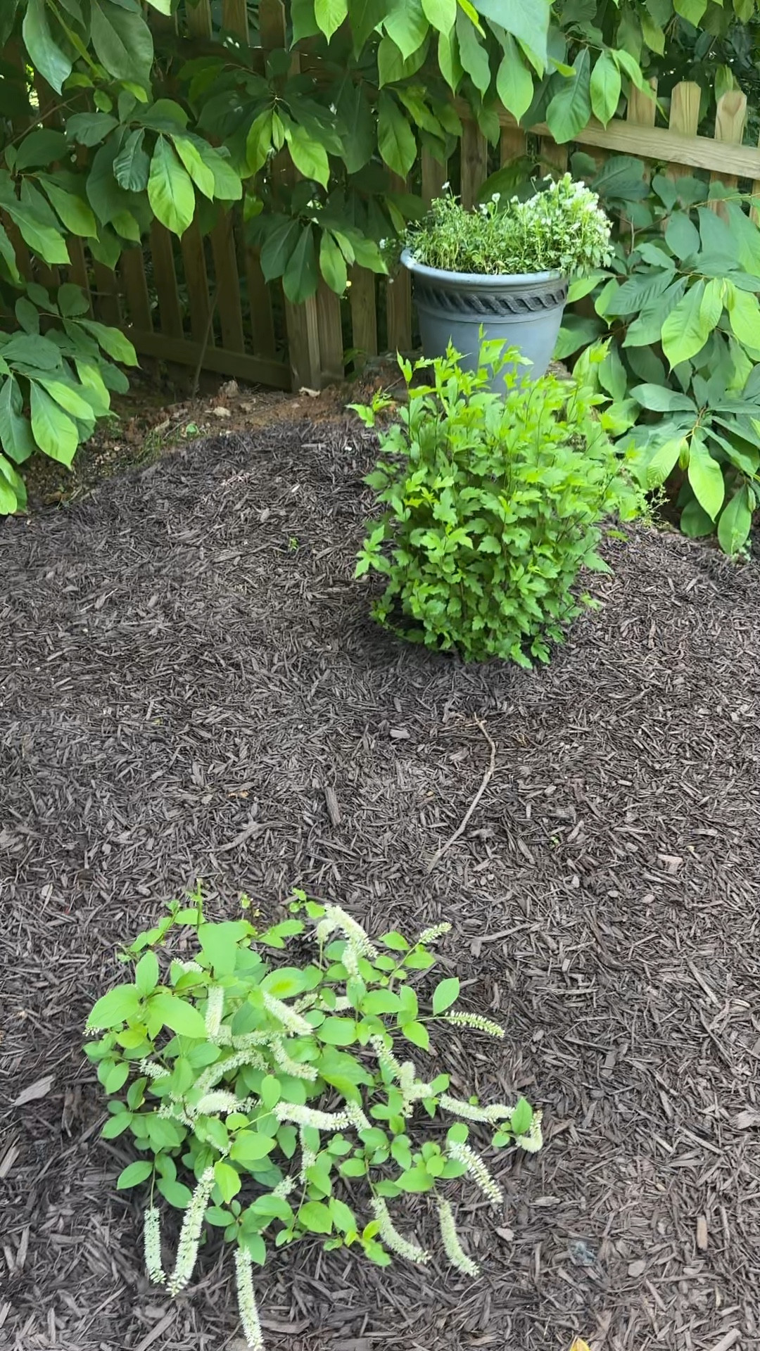 Moonlight garden. White flowering plants, mostly full to part shade tolerant. Some part sun plants along front row  

#LTKSaleAlert #LTKSeasonal #LTKHome