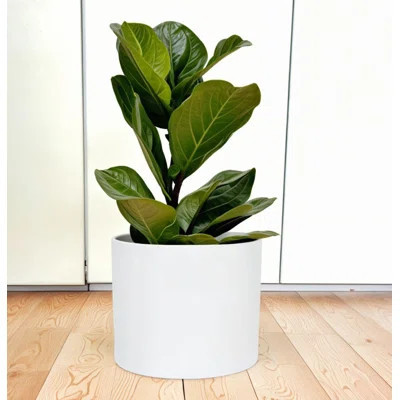 14.6 Inch Extra Large Planter, Matte White Plant Pot With Drainage Plug | Wayfair North America