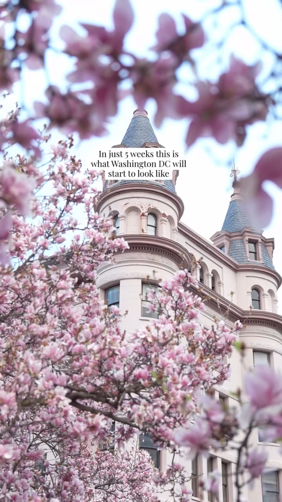 Washington DC spring could start in just 5 weeks!  It all depends on the weather!

Spring dress, spring outfits

#washingtondc #dclife #dcevents #dmvevents #dccherryblossoms 

Washington DC magnolias, enid haupt garden, dc cherry blossoms, tidal basin, hains point, spring in DC