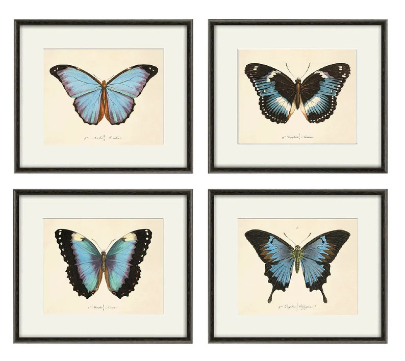 Blue Butterfly Art Print Set Nature Print Natural History Art Old Prints Antique Prints Victorian... | Etsy (US)