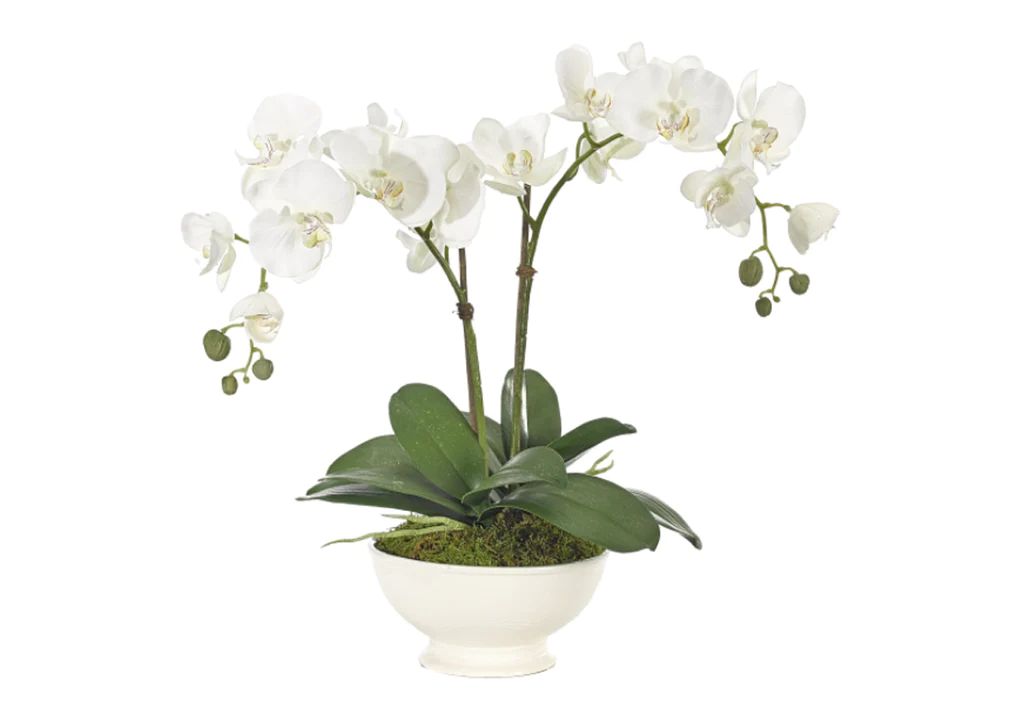 ORCHID | Alice Lane Home Collection