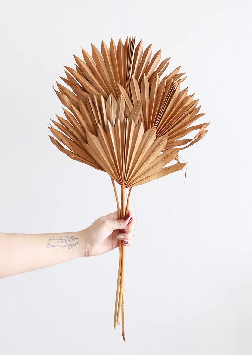 Bundle of 5 Afloral Terracotta Sun Palms - 14-20" | Afloral (US)