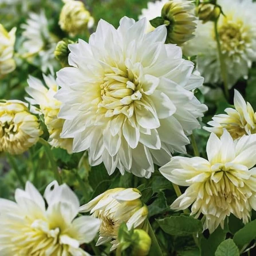 Votaniki Dinnerplate Dahlia White Perfection - Perennial Dahlia, Large Blooms, Dahlia 'White Perf... | Amazon (US)