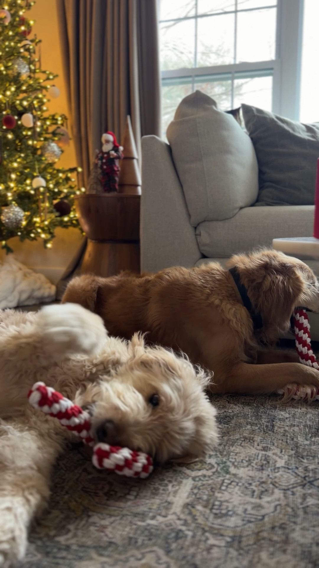 The cutest candy cane toys for our boys! ❤️🤍🐶🐶 Grabbed them while at @Petco grabbing our online order! Same day delivery / pickup 🙌🏼🙌🏼 love that PetCo carries our favorite brands for our fur babies. They have the cutest holiday gifts for them right now, most under $10!! #petcopartner #ad 



#LTKHoliday #LTKGiftGuide