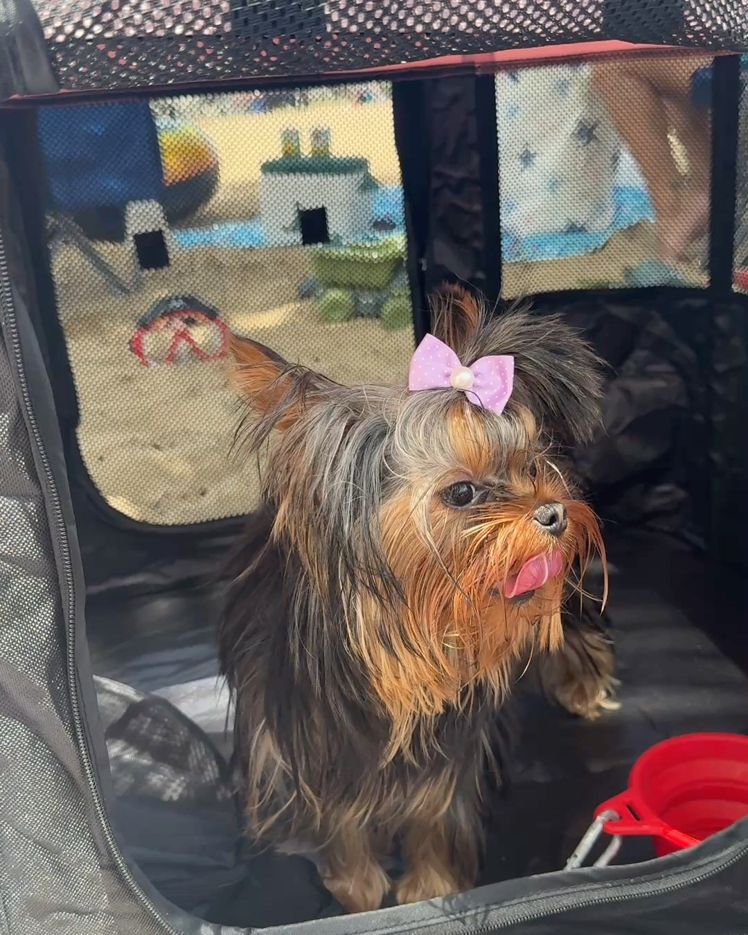 Goldie’s beach play pen was a success!!!  Cooling and Sun blocking !

#LTKSeasonal #LTKPets #LTKSummerEdit