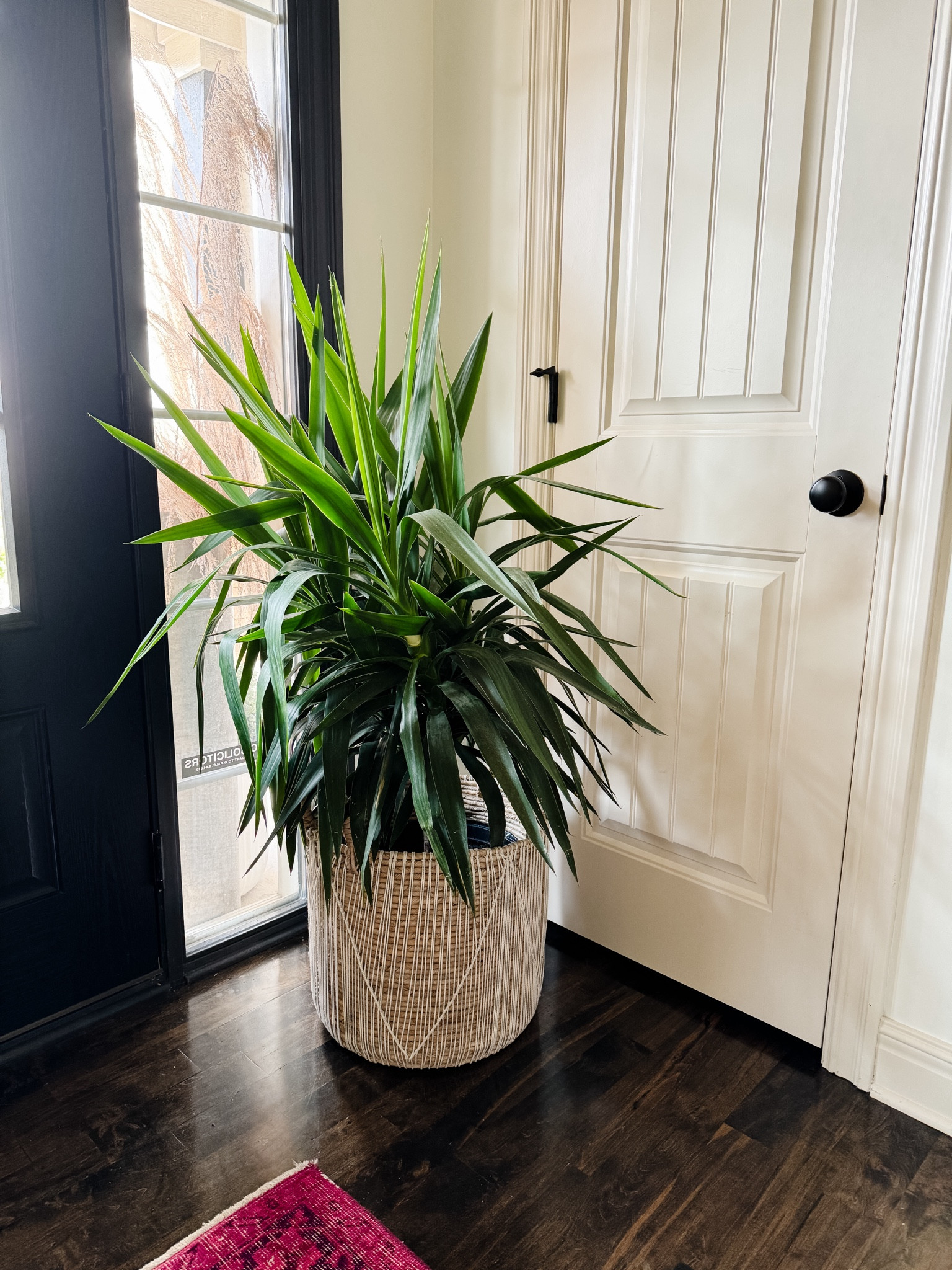 Yucca cane plant 

#LTKHome