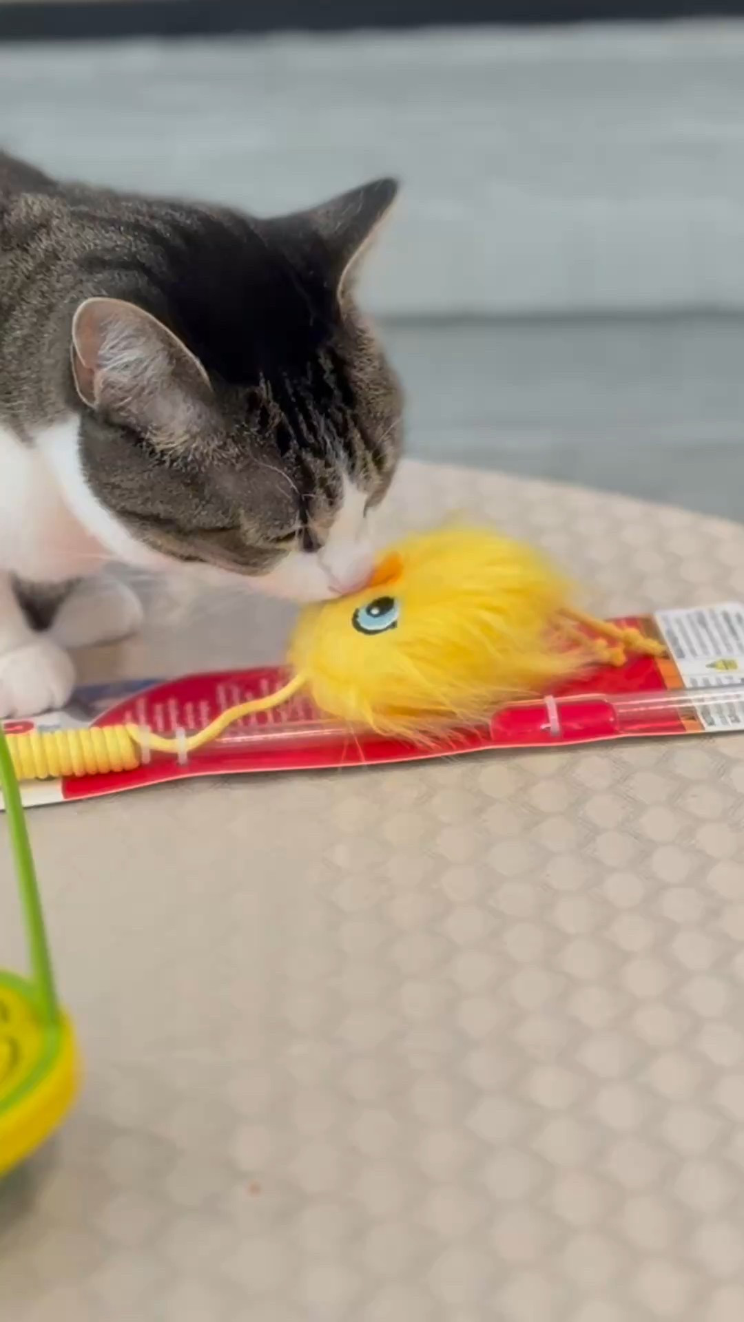 We have to keep the grand kitty happy when our daughter is at work. 
Clearly, this toy is a hit before it even comes out of the package  

#LTKWatchNow #LTKPets #LTKHome