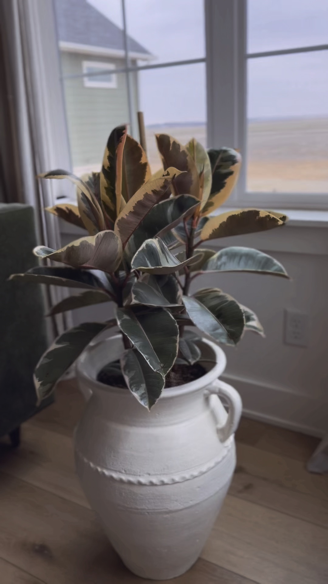 I couldn’t have asked for a more perfect house plant! She’s so low maintenance! I’ve had her for a couple of weeks now and she’s already putting out new leaves ♥️

#LTKFindsUnder100 #LTKHome #LTKSaleAlert
