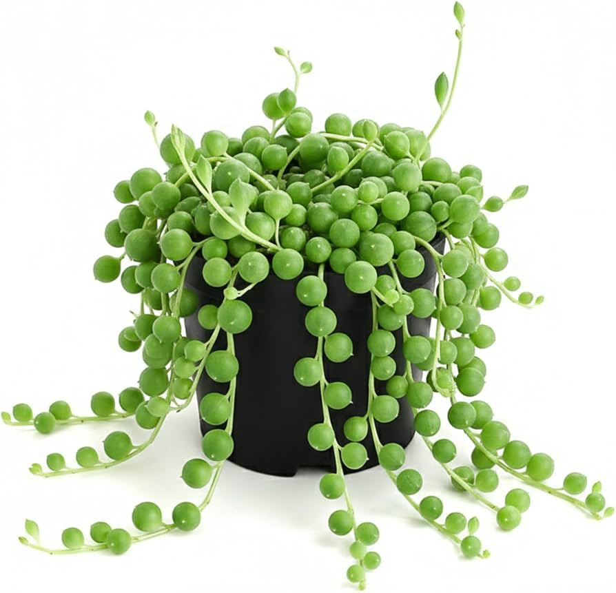 String of Pearls Live Succulent, 2 Inch Fully Rooted Potted Plant, Easy Care & Drought Tolerant, ... | Amazon (US)