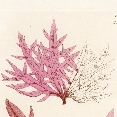 1804 JAMES SOWERBY SEAWEEDS, Hand-Colored Copperplate Engraving, No. 1396 (2347) | eBay US