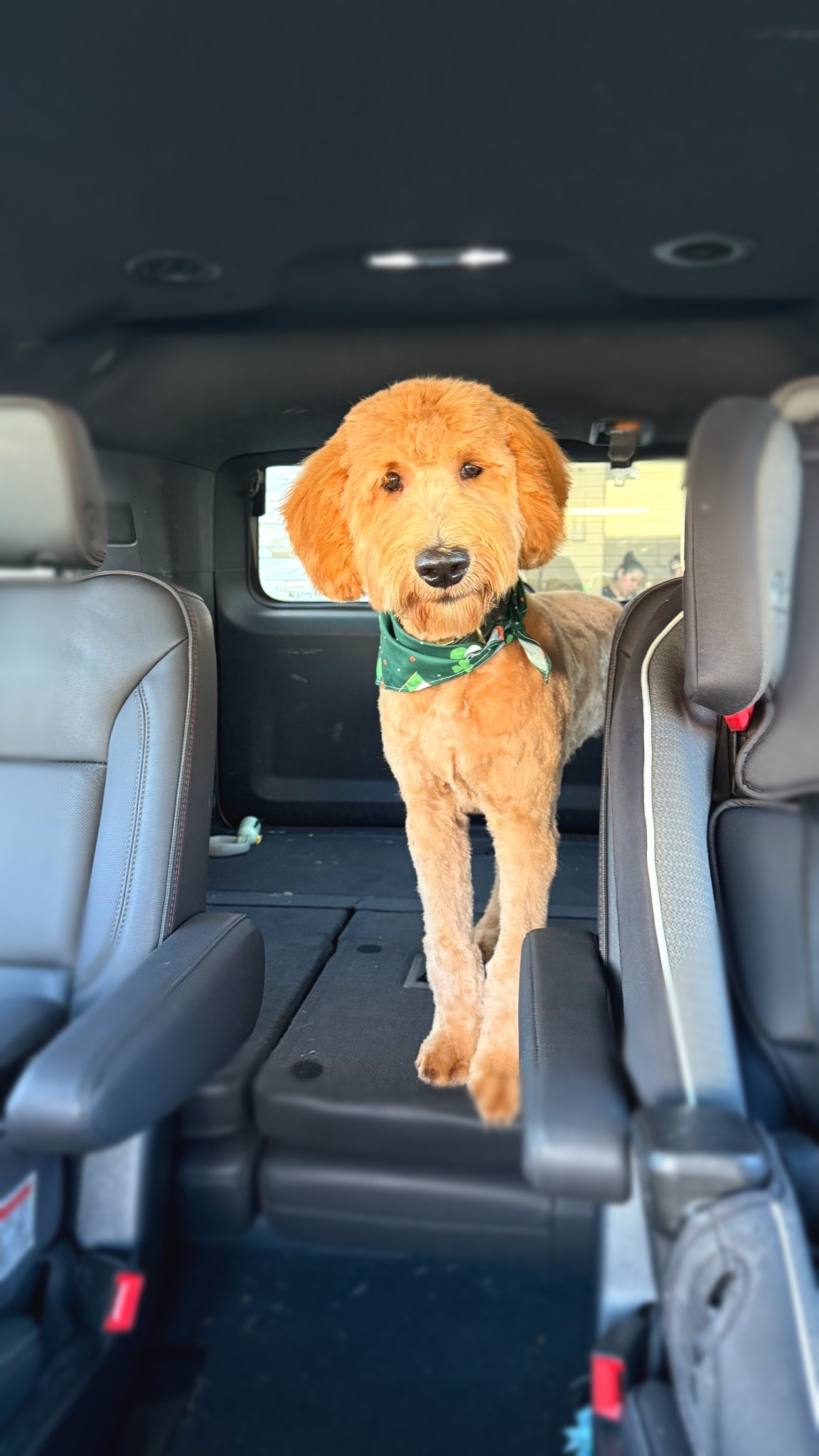 Buddy boy’s first hair cut 🥹🍀

#LTKHome #LTKPets #LTKFamily
